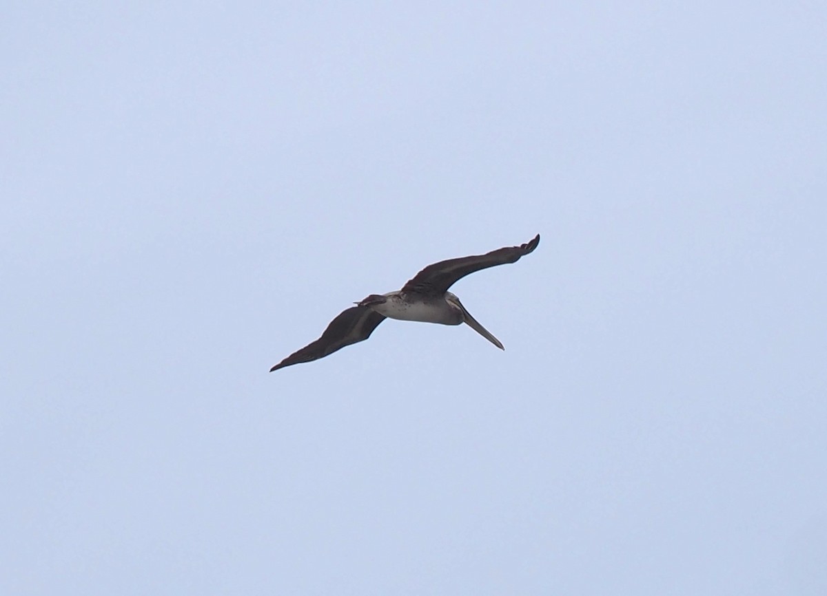 Brown Pelican - ML623412604