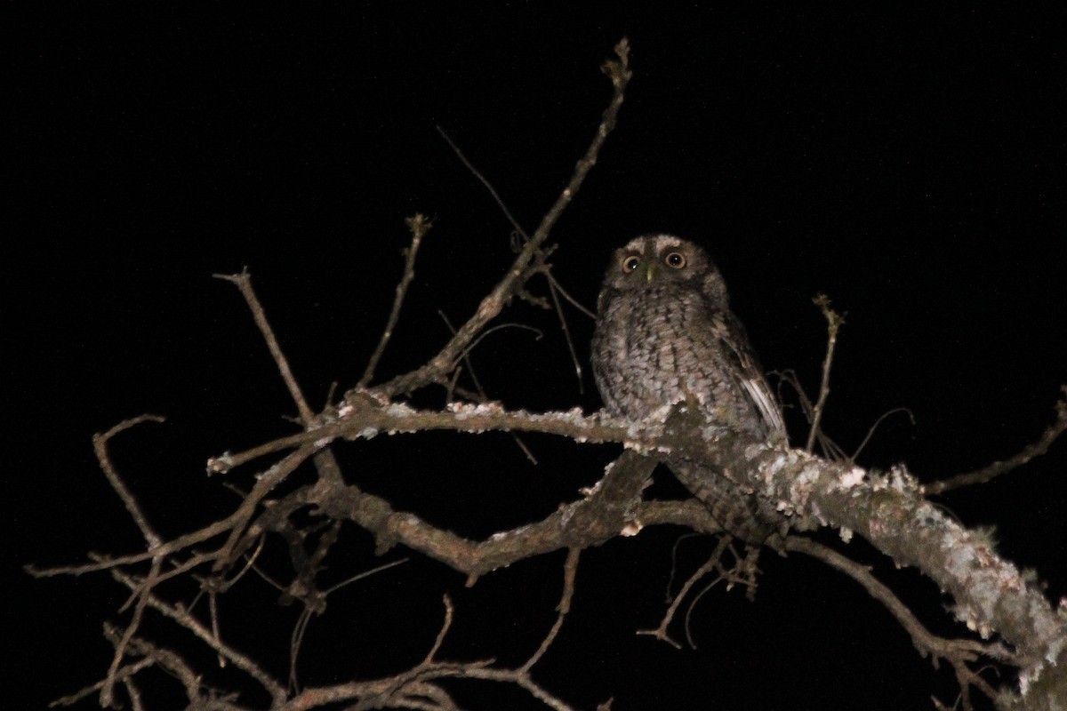 Montane Forest Screech-Owl - ML623412619