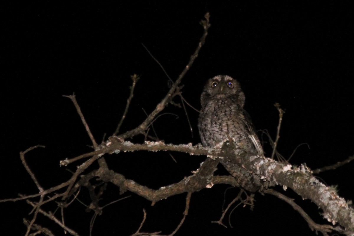 Montane Forest Screech-Owl - ML623412620