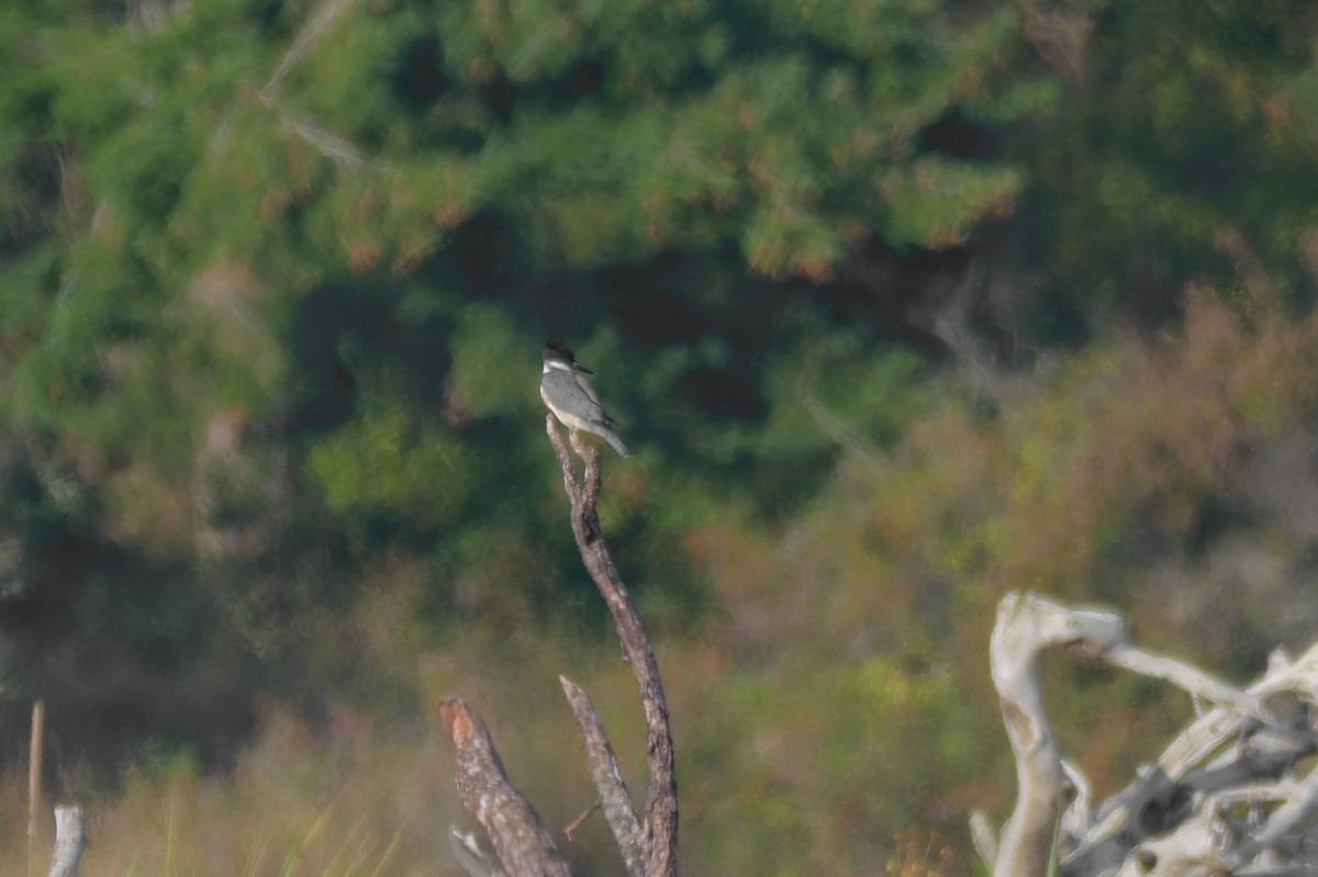 Belted Kingfisher - ML623412626