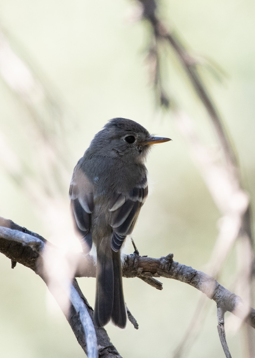 Gray/Dusky Flycatcher - ML623412647