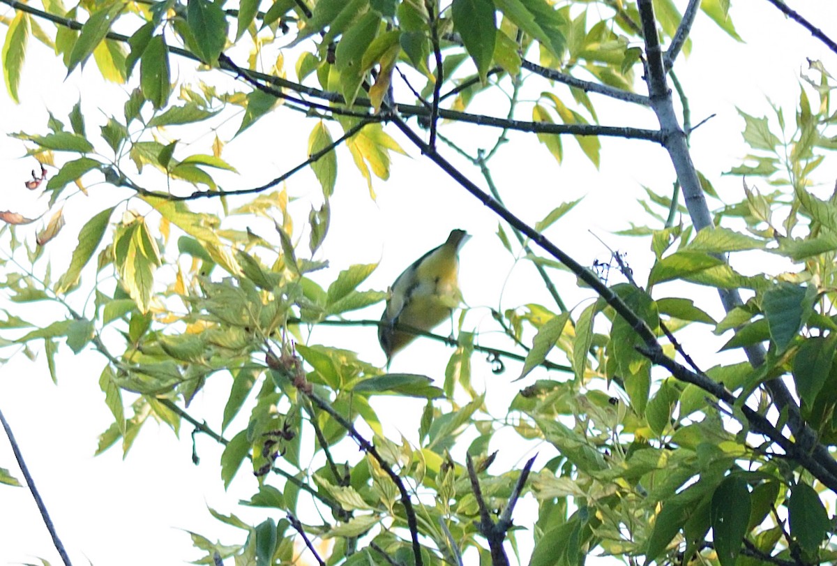 Philadelphia Vireo - ML623412694