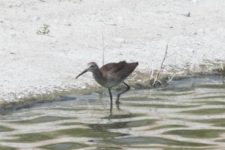 Willet - ML623412703