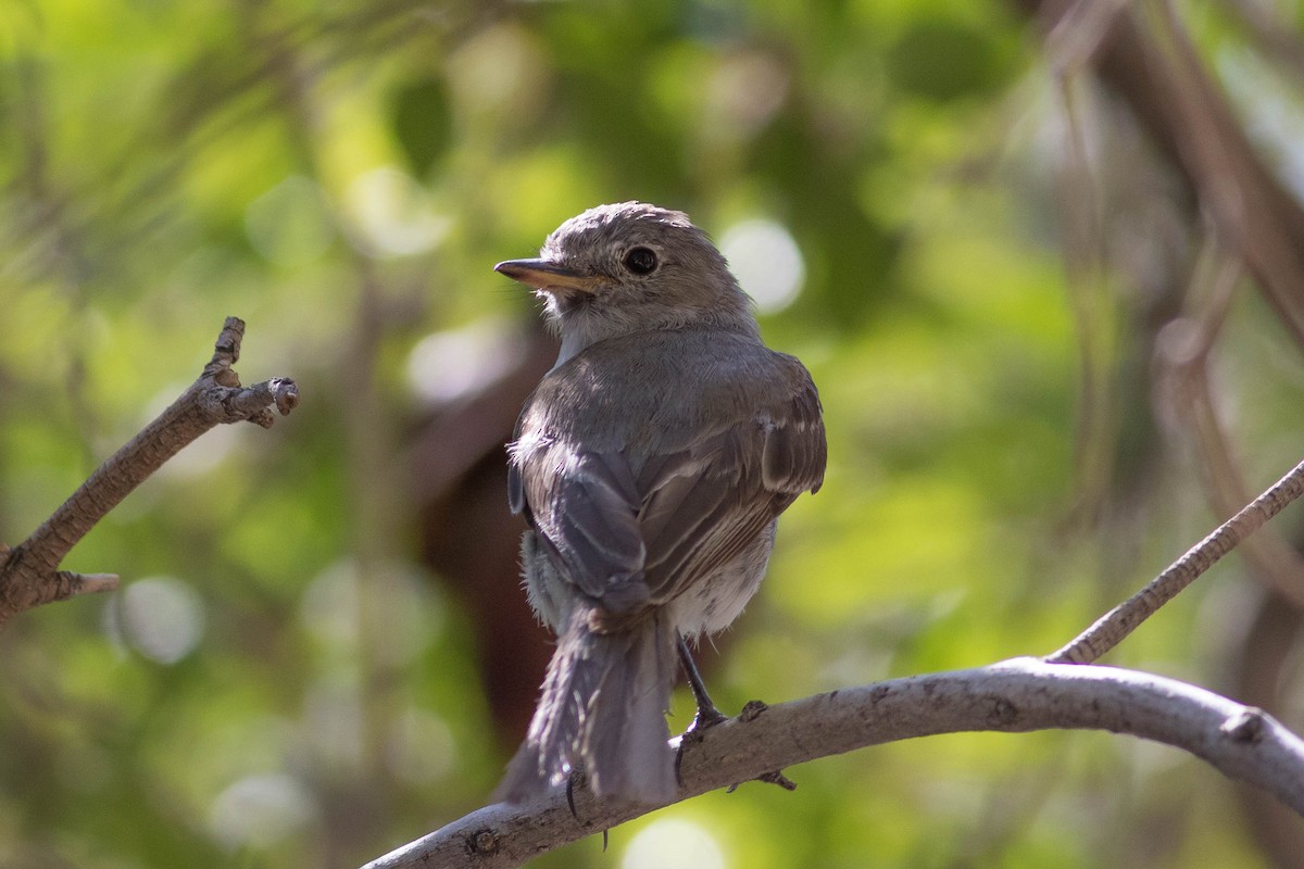 Gray Flycatcher - ML623412764