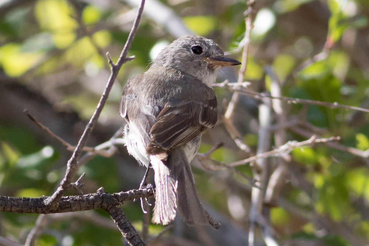 Gray Flycatcher - ML623412766