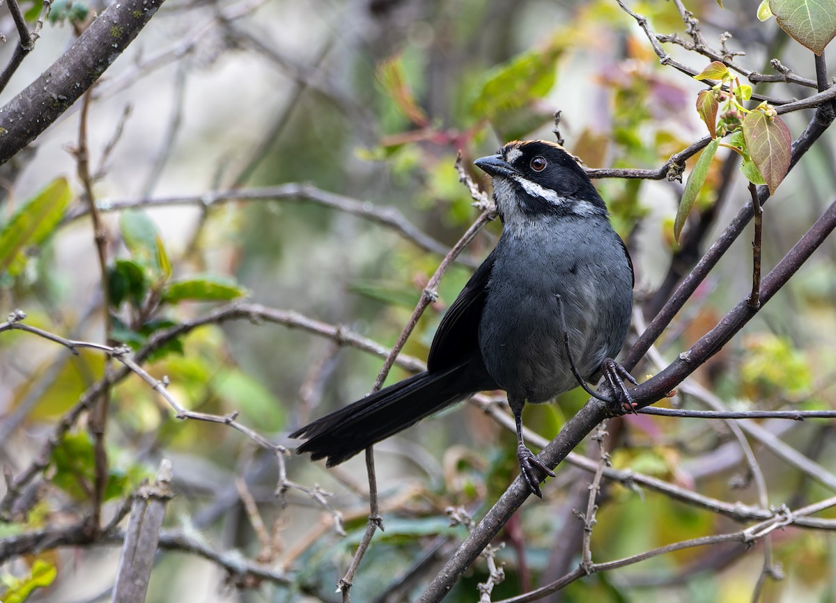 Slaty Brushfinch - ML623412813