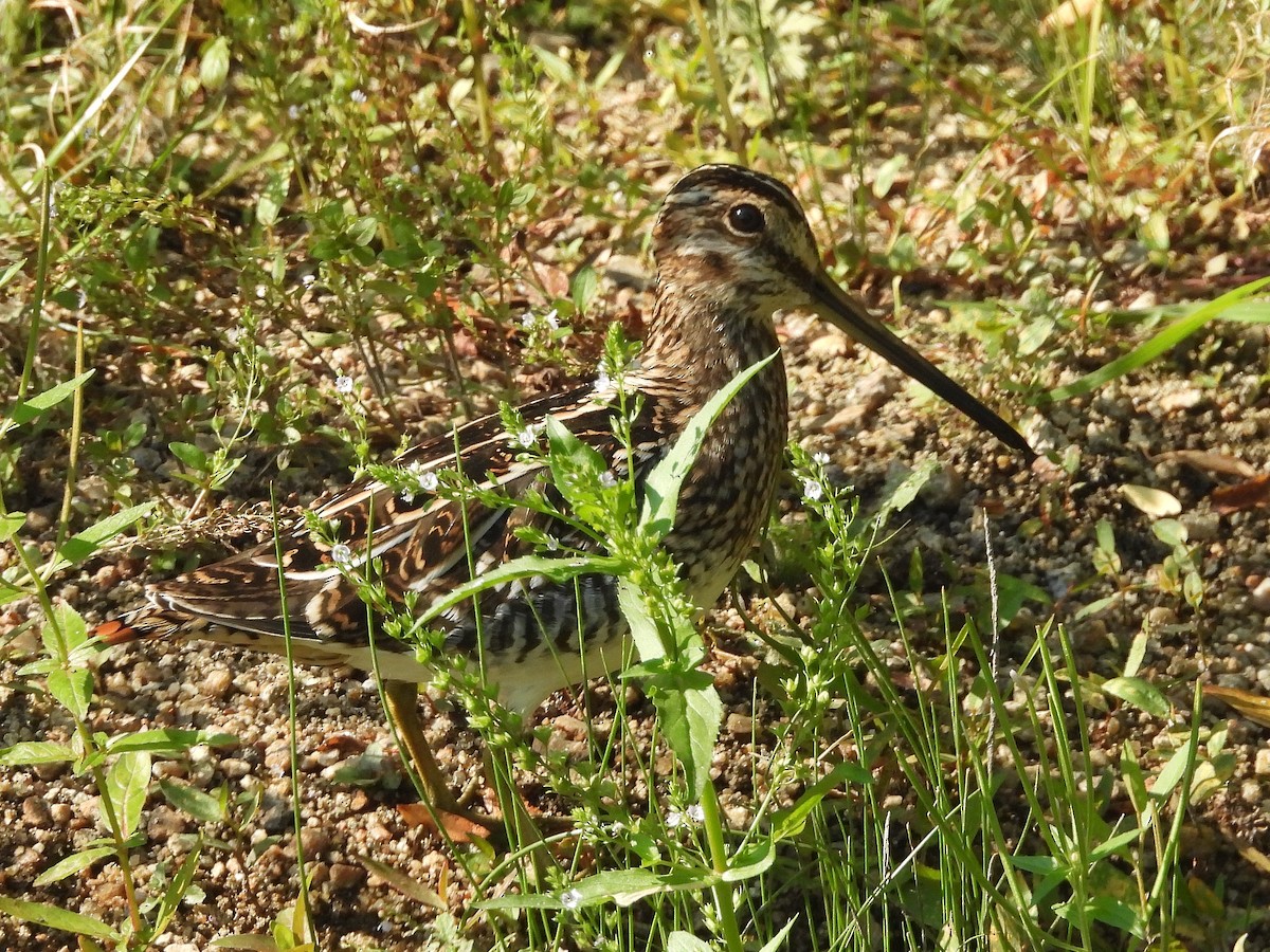 Wilson's Snipe - ML623412838