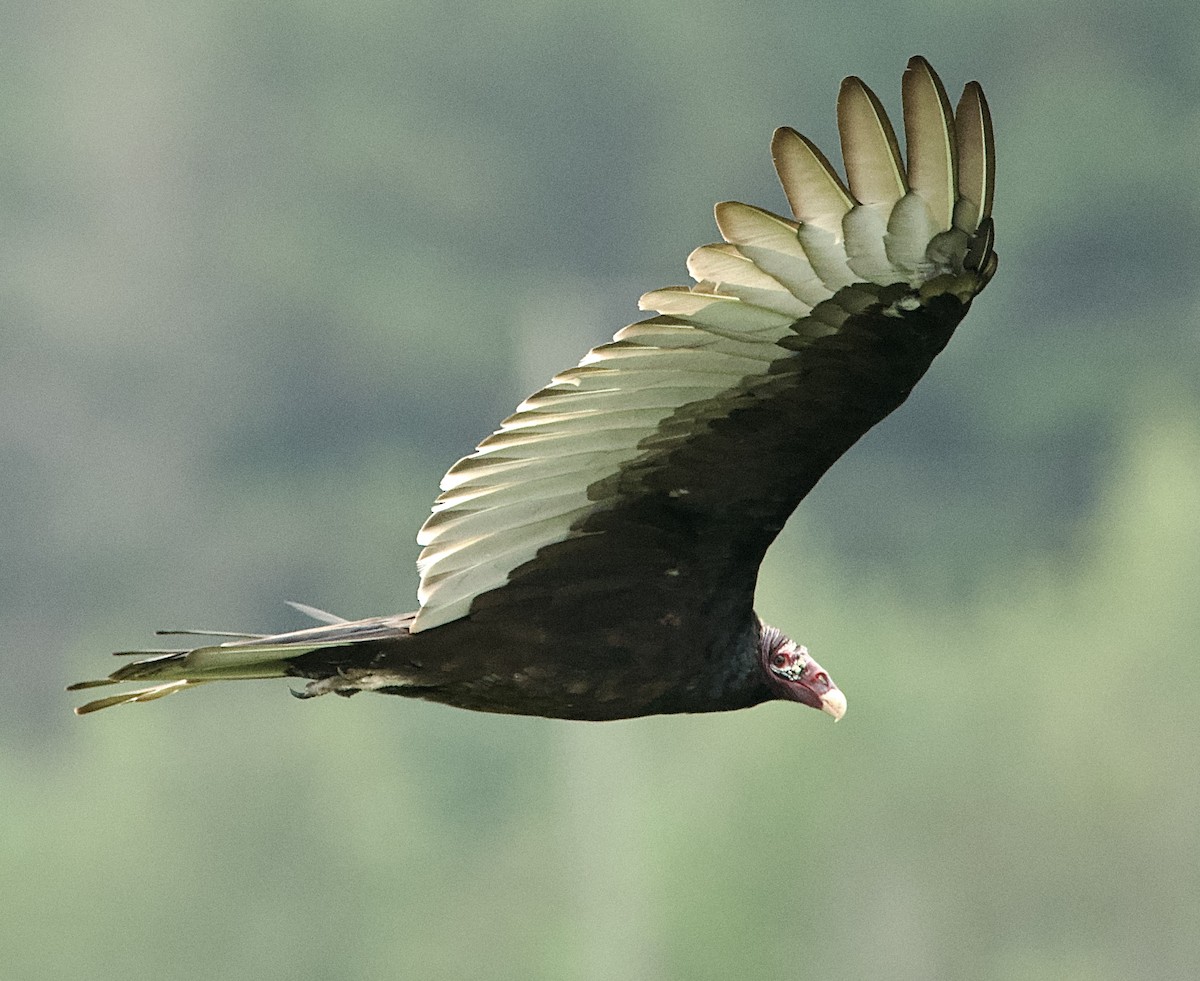 Turkey Vulture - ML623412844