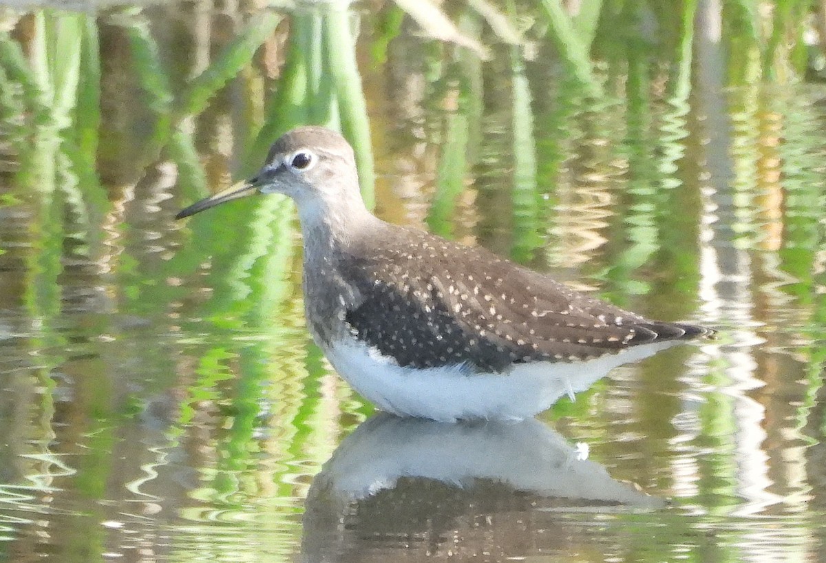 Solitary Sandpiper - ML623412845