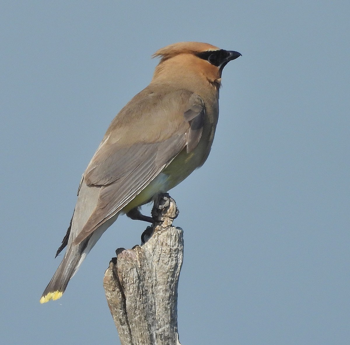 Cedar Waxwing - Pat Grantham