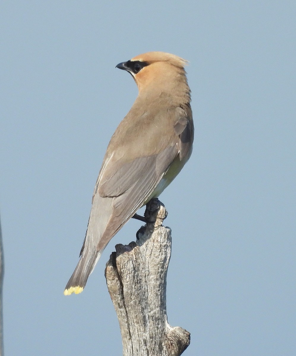 Cedar Waxwing - ML623412853