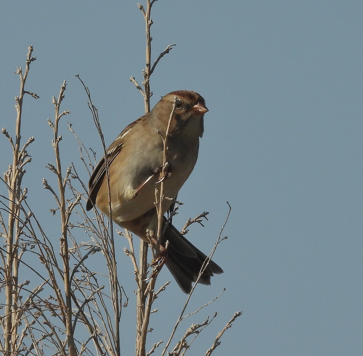 White-crowned Sparrow - ML623412857