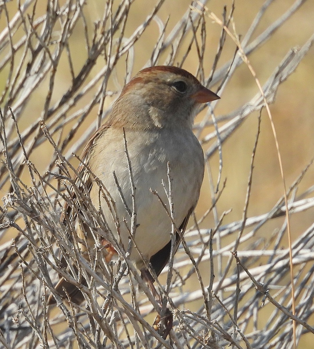 White-crowned Sparrow - ML623412858