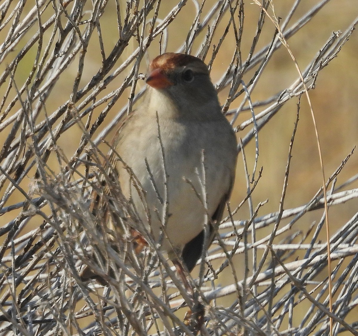 White-crowned Sparrow - ML623412859
