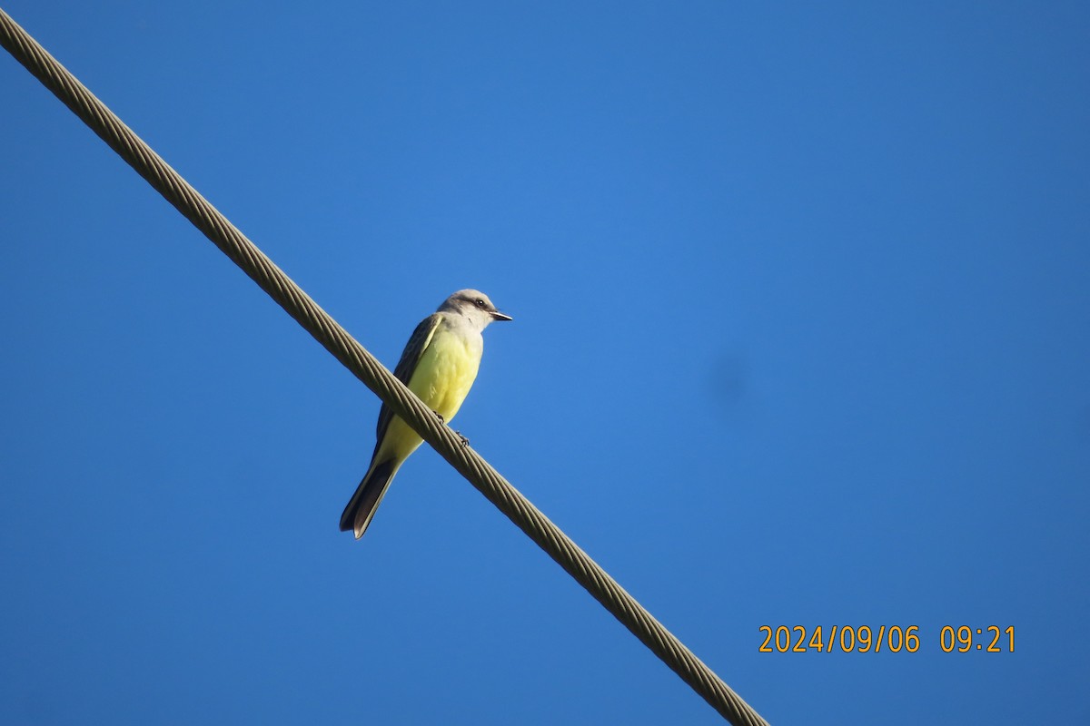 Western Kingbird - Mark Holmgren