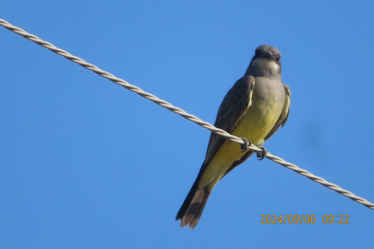 Cassin's Kingbird - ML623412888