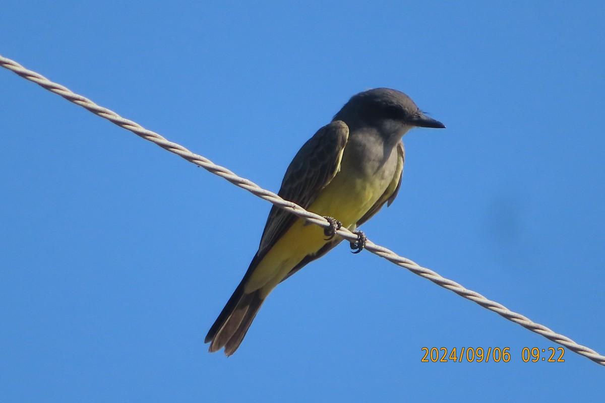 Cassin's Kingbird - ML623412897