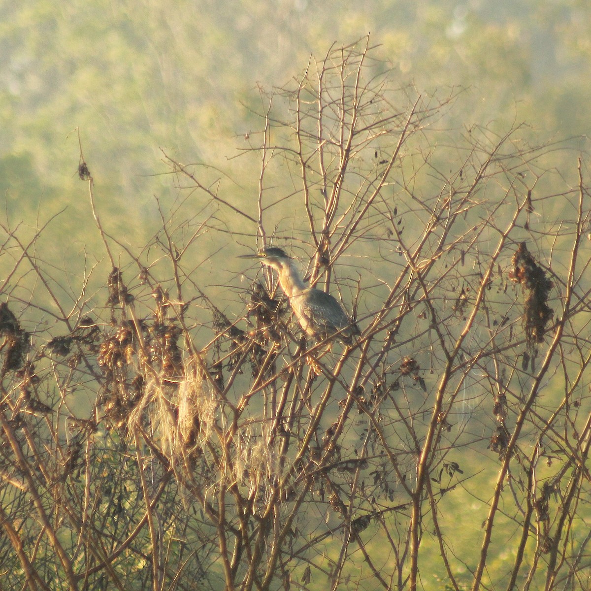 Striated Heron (South American) - ML623412922