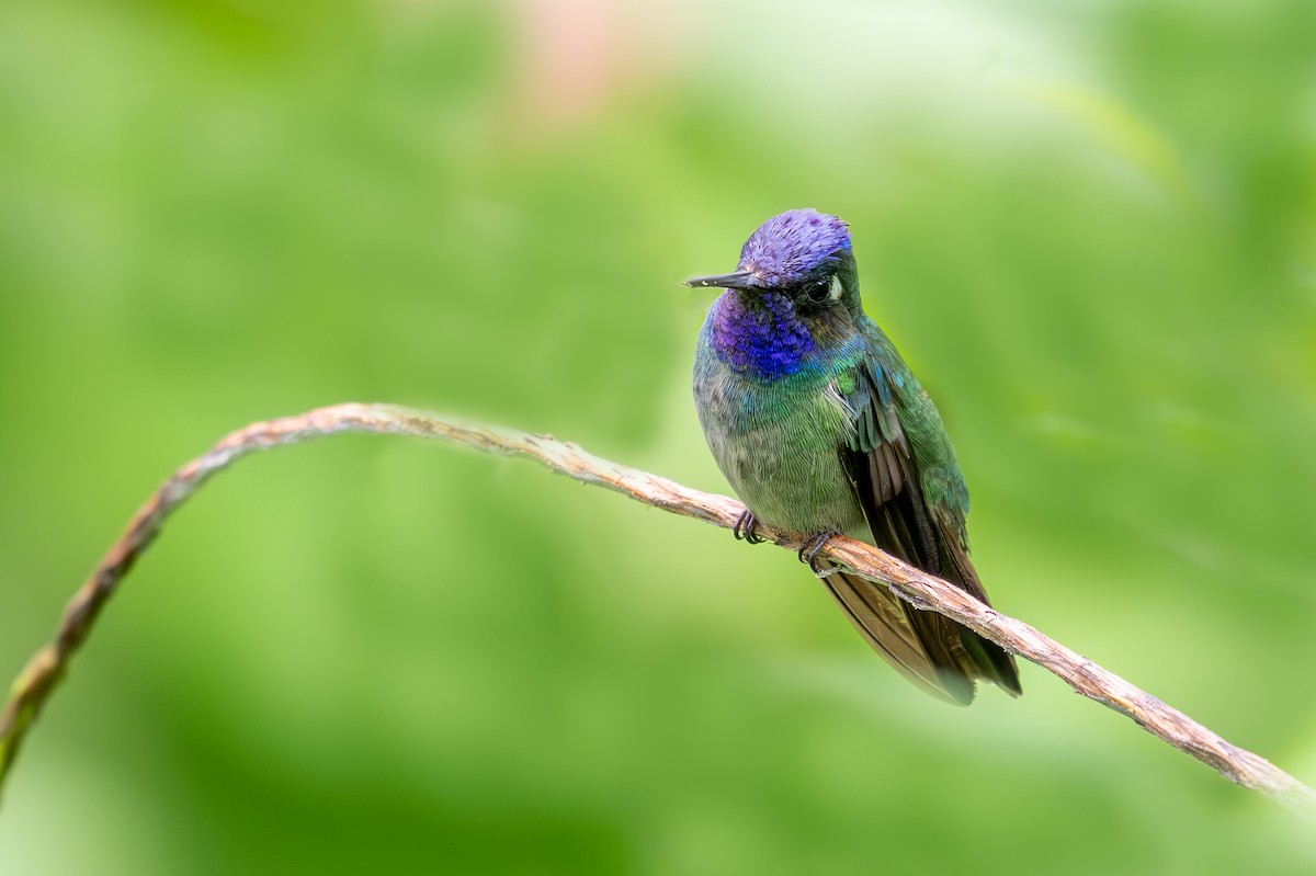 Colibrí Cabeciazul - ML623412956