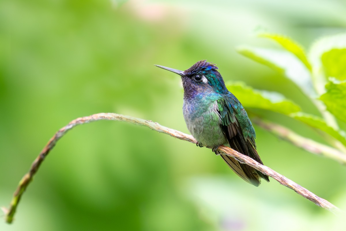 Colibrí Cabeciazul - ML623412957