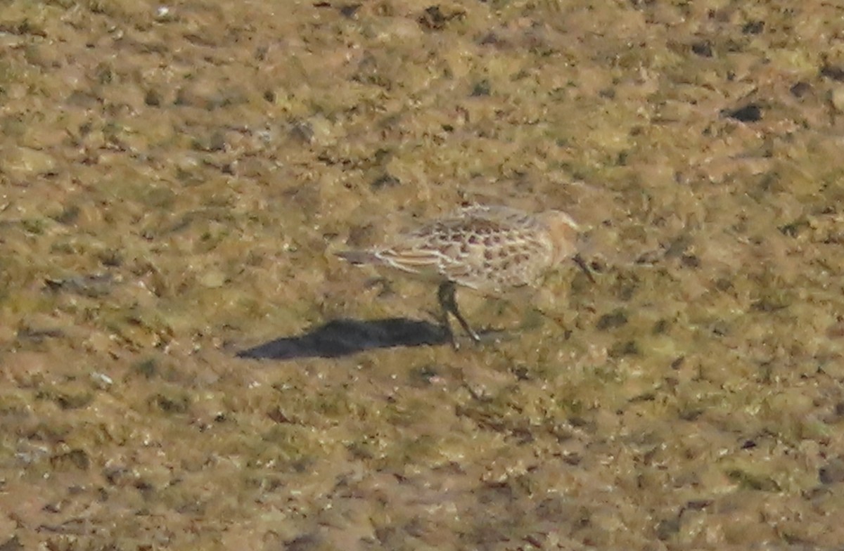 Baird's Sandpiper - ML623412965