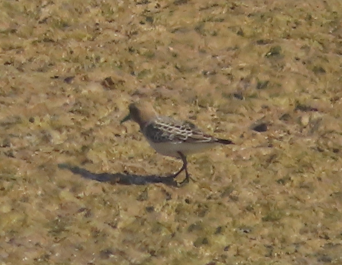 Baird's Sandpiper - ML623412976