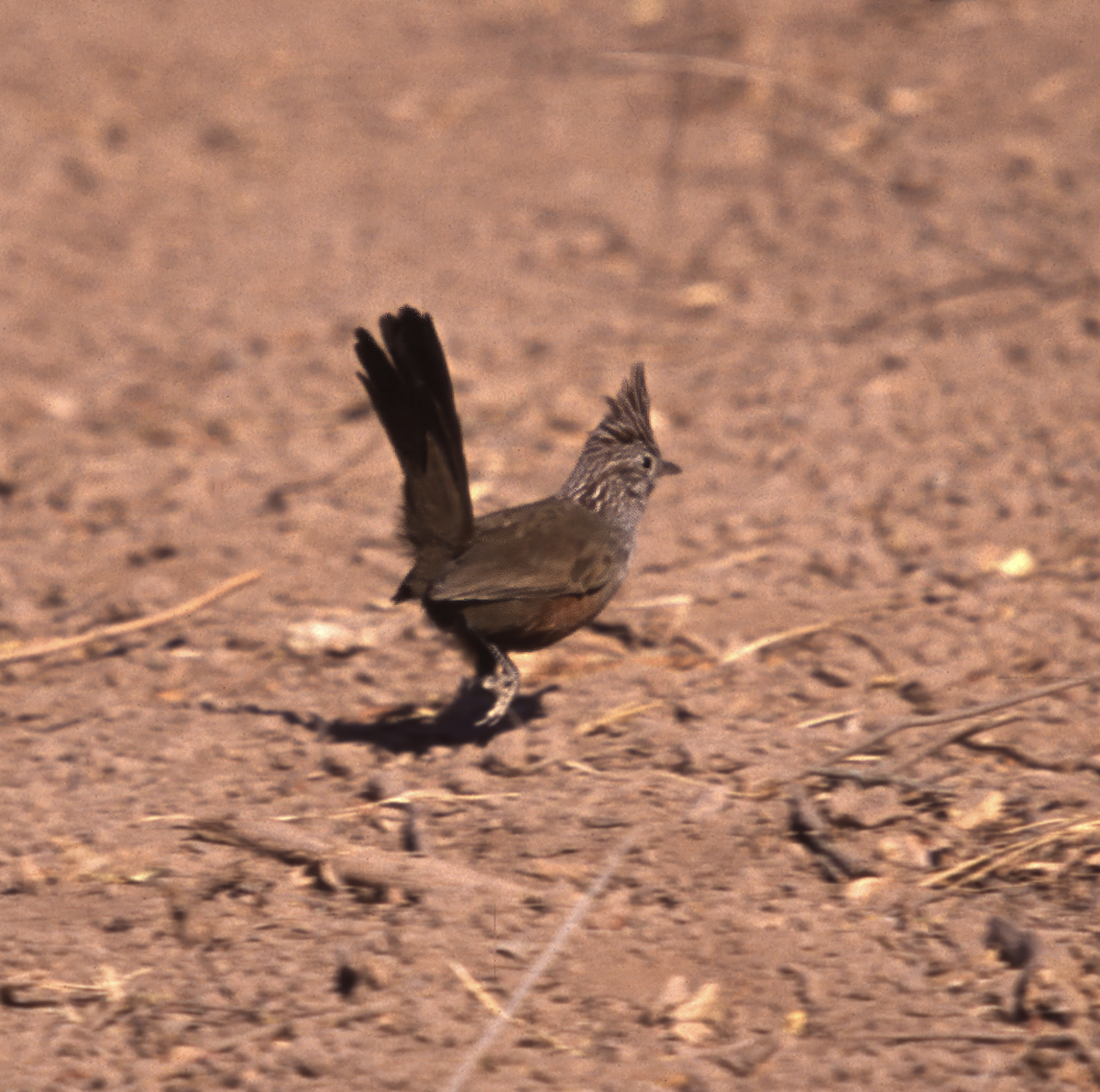 Crested Gallito - ML623413033