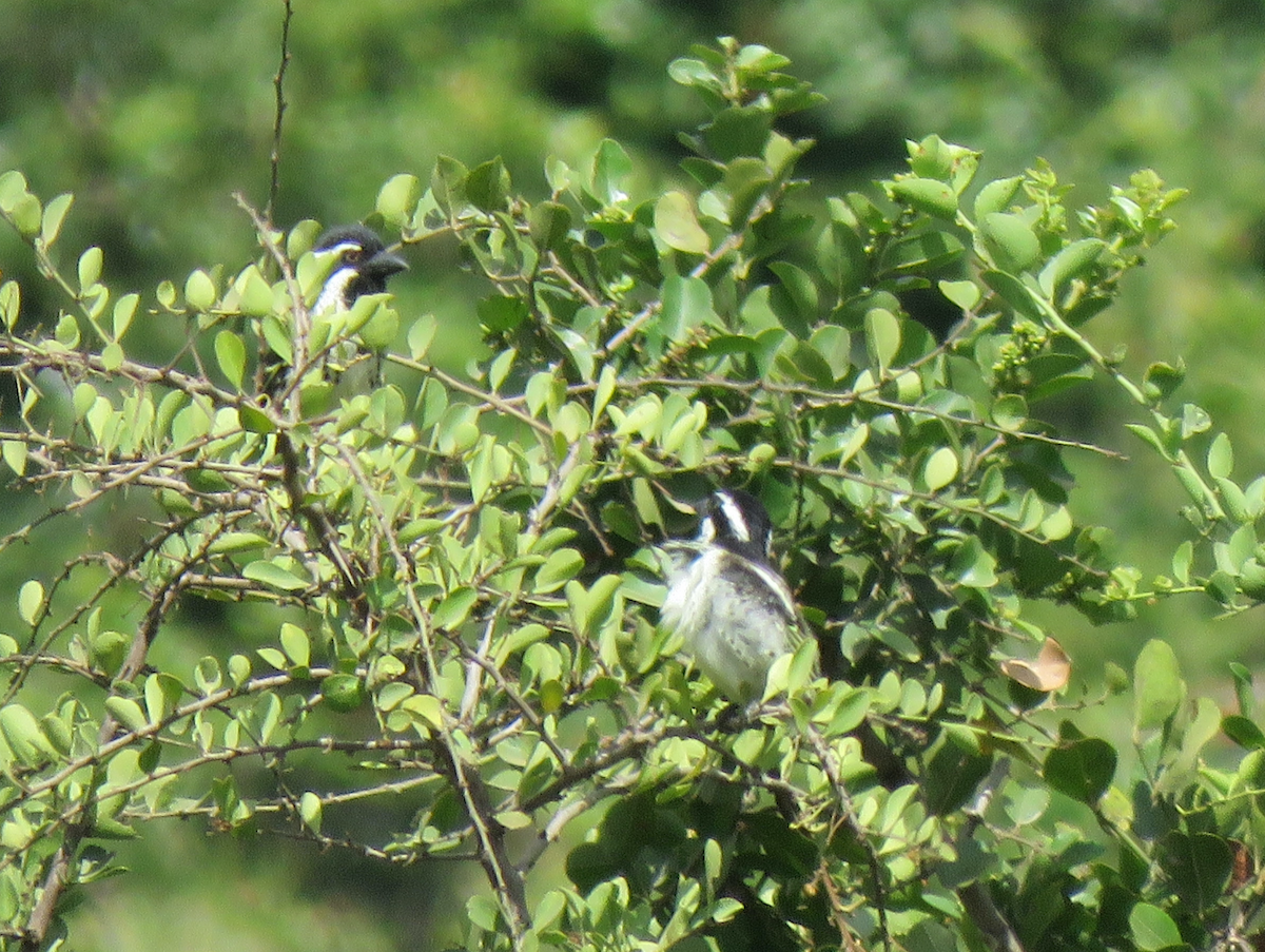 Spot-flanked Barbet - Beniamino Tuliozi