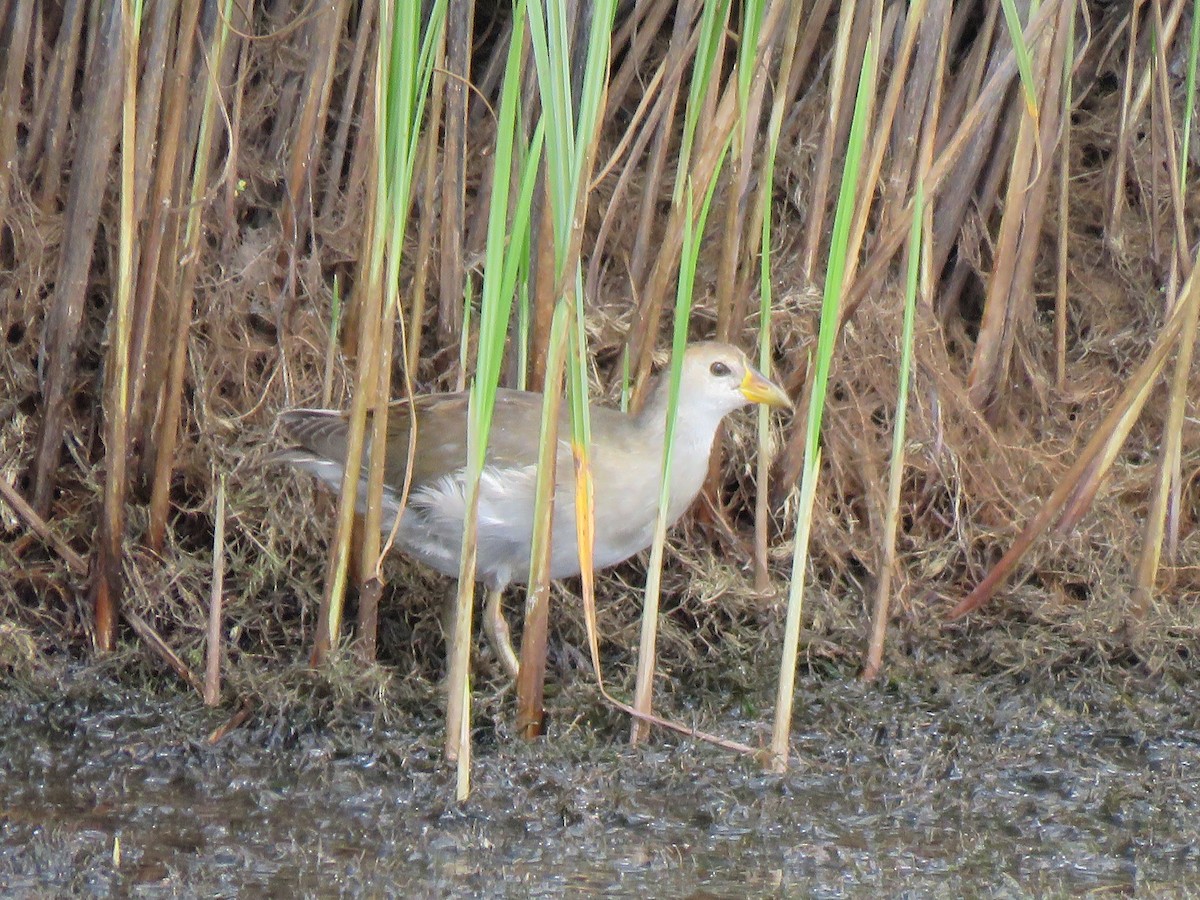 Lesser Moorhen - ML623413070