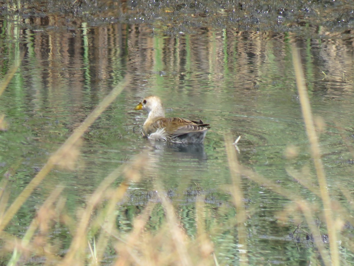 Lesser Moorhen - ML623413111