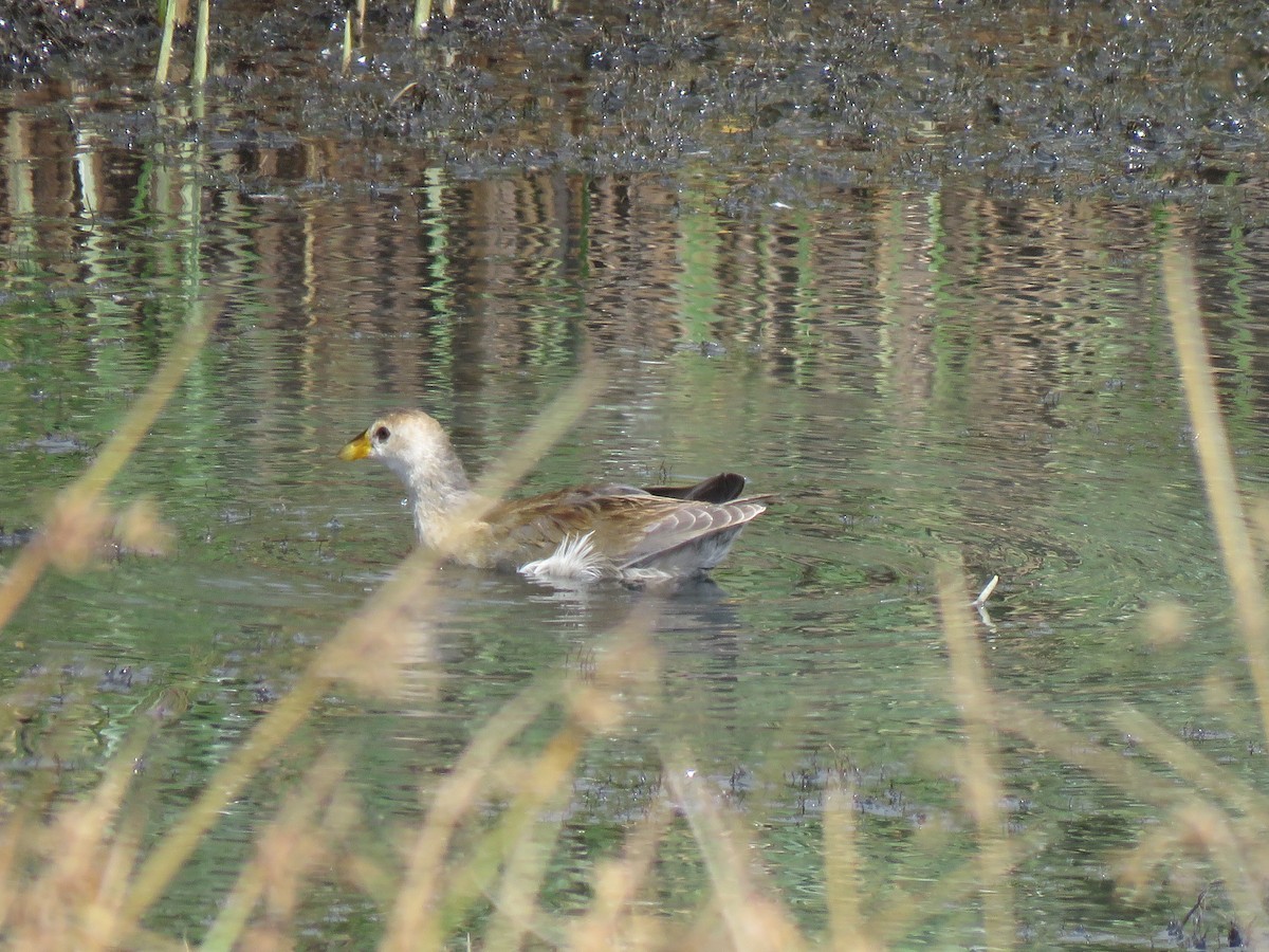 Lesser Moorhen - ML623413118