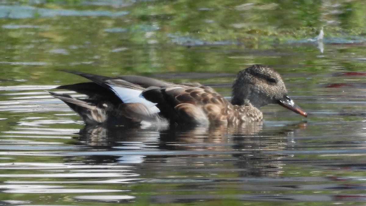 Gadwall - ML623413143