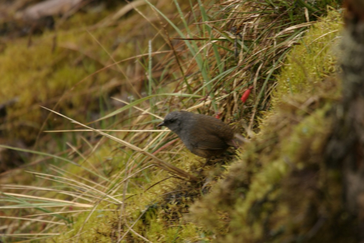 Puna Tapaculo - ML623413151