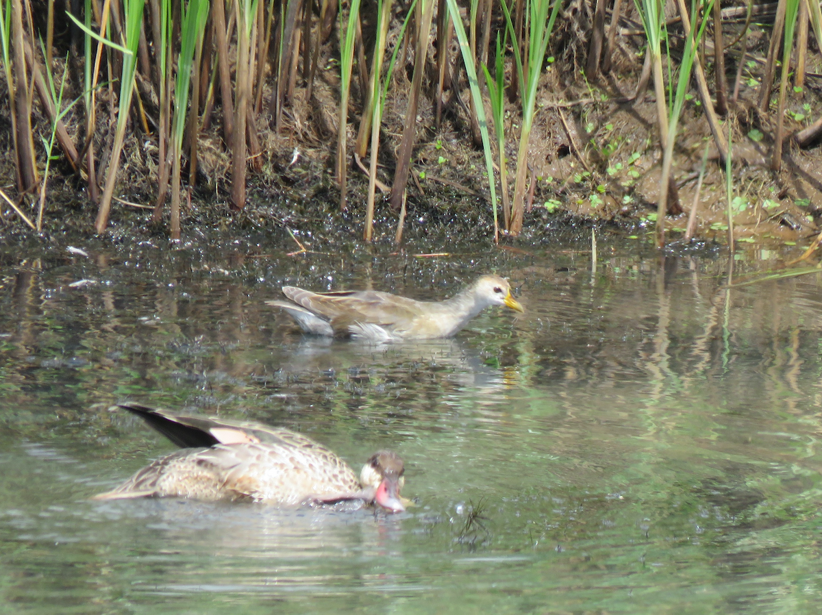 Lesser Moorhen - ML623413164