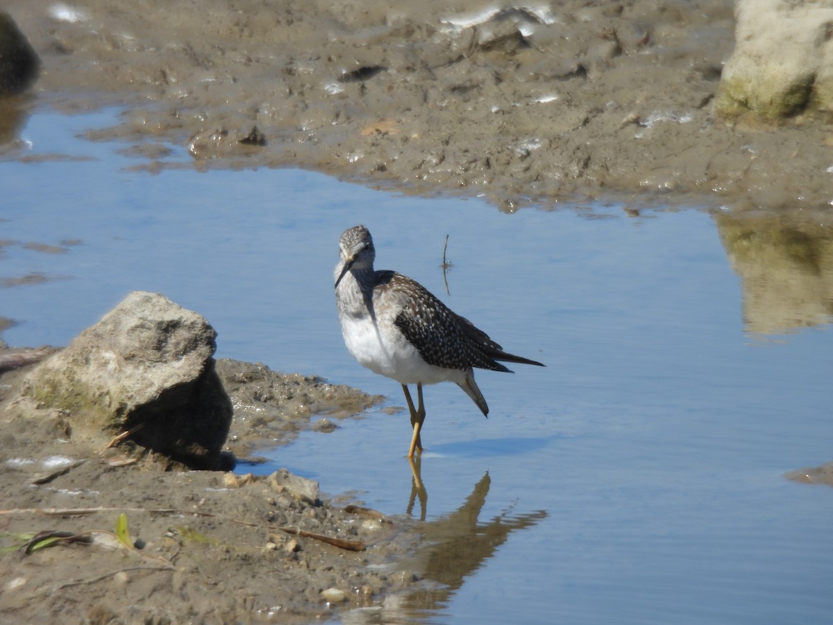 Lesser Yellowlegs - ML623413173