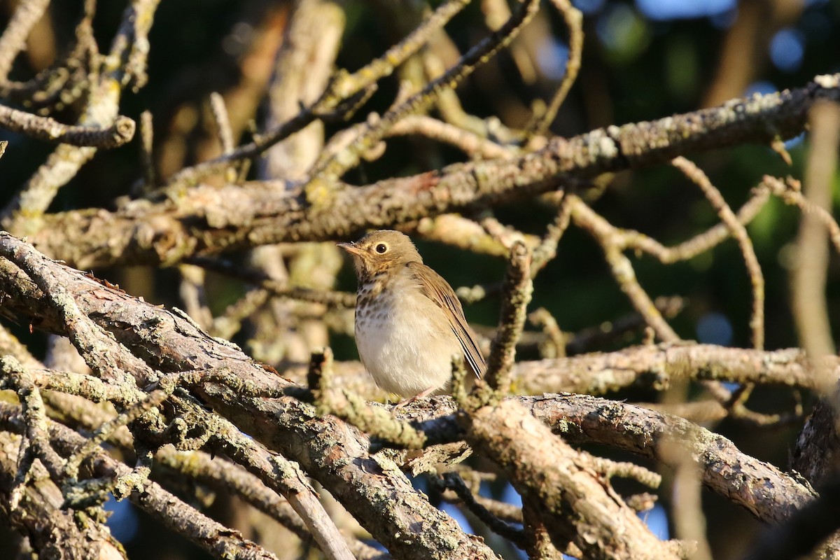 Swainson's Thrush - ML623413228