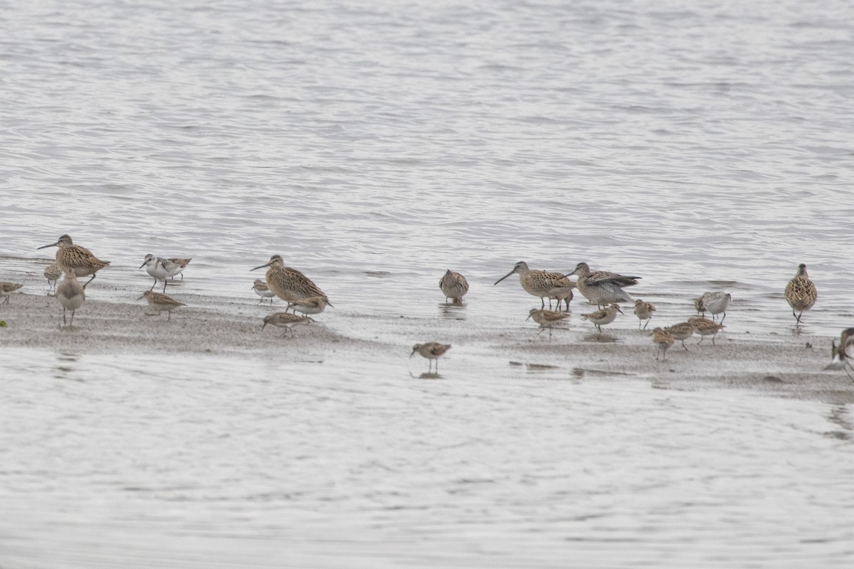 Short-billed Dowitcher - Geoff Hill