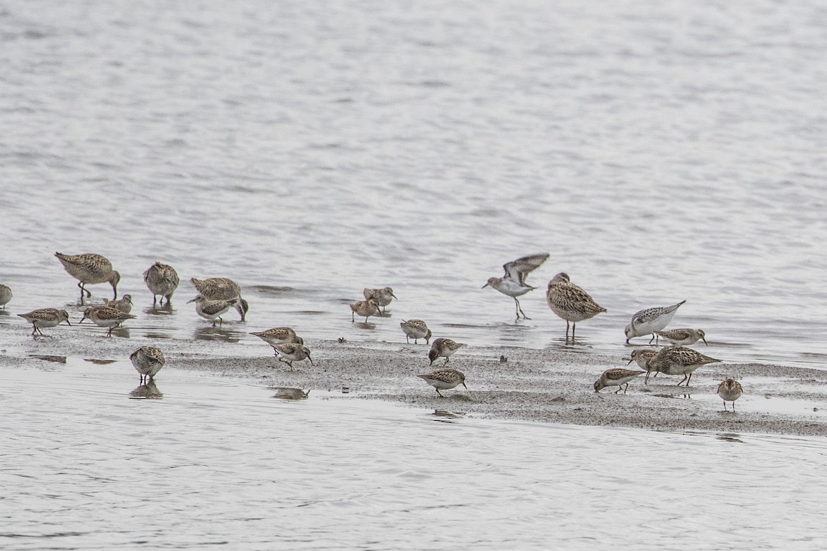 Short-billed Dowitcher - Geoff Hill