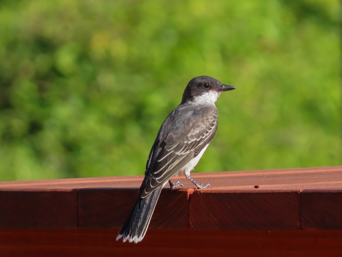 Eastern Kingbird - ML623413244