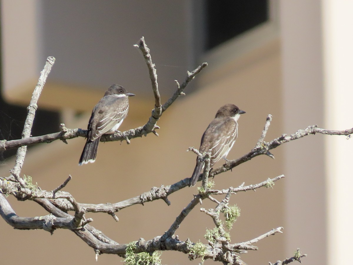 Eastern Kingbird - ML623413256