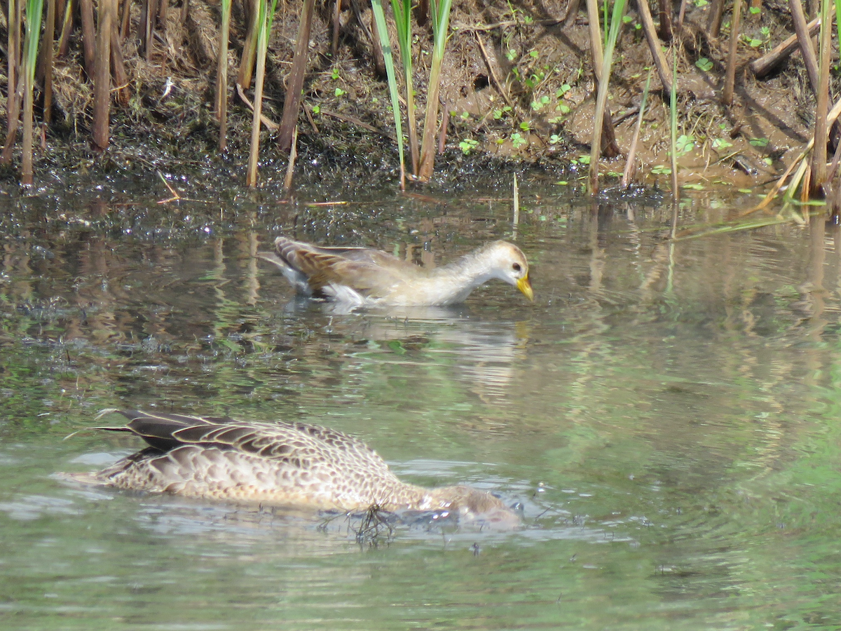 Lesser Moorhen - ML623413260