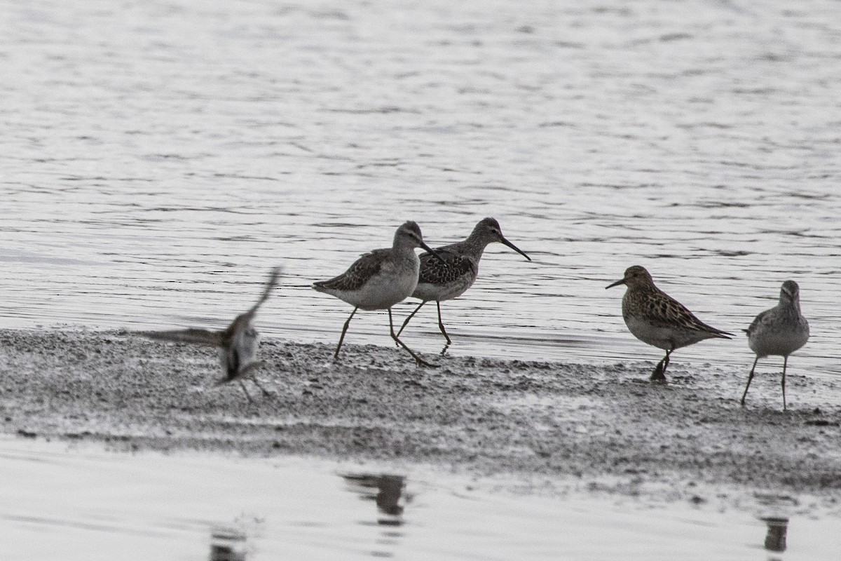 Stilt Sandpiper - Geoff Hill