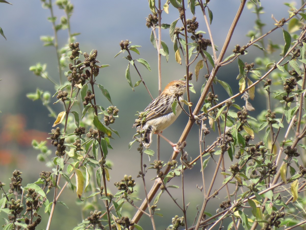 Stout Cisticola - ML623413284