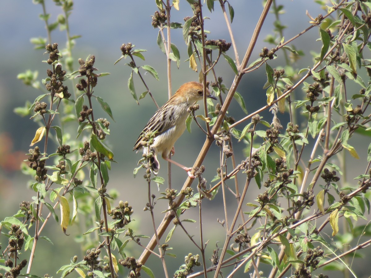 Stout Cisticola - Beniamino Tuliozi