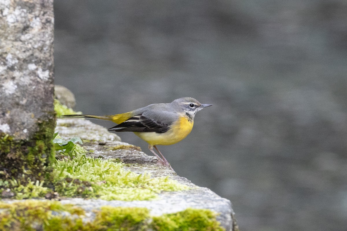 Gray Wagtail - ML623413303