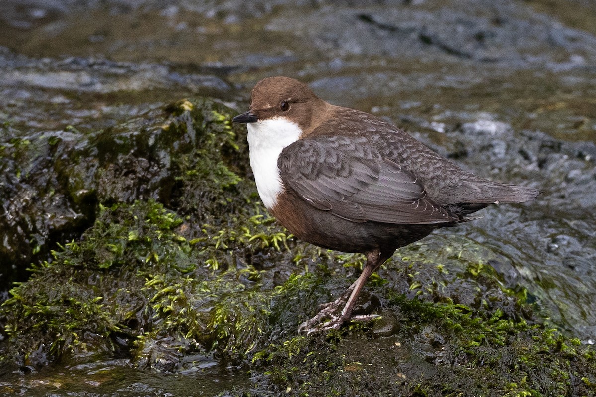 White-throated Dipper - ML623413310