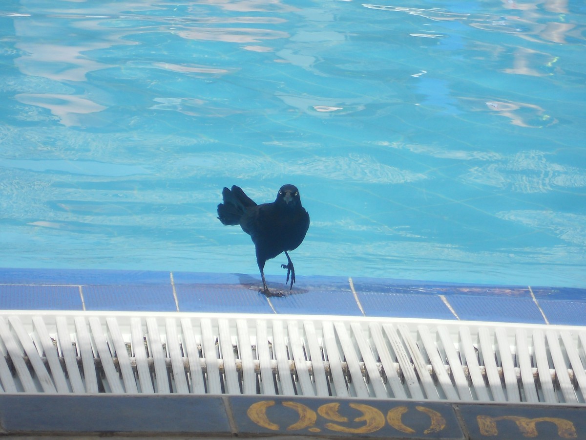 Greater Antillean Grackle - ML623413312