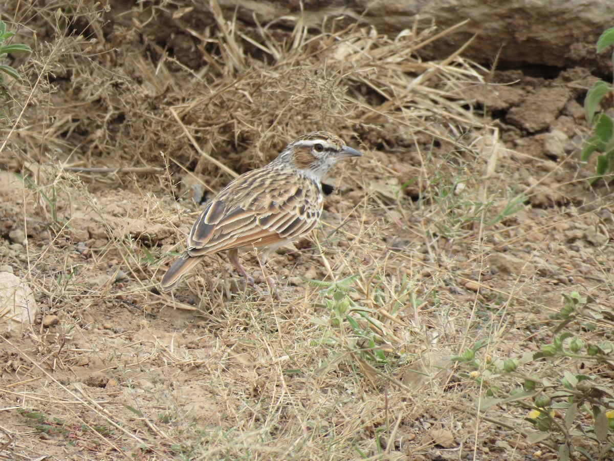 Fawn-colored Lark (Foxy) - ML623413317