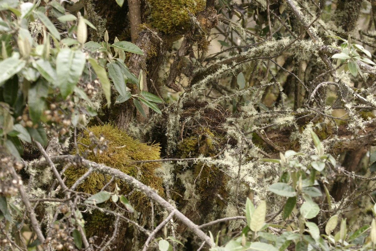 Red-rumped Bush-Tyrant - ML623413332