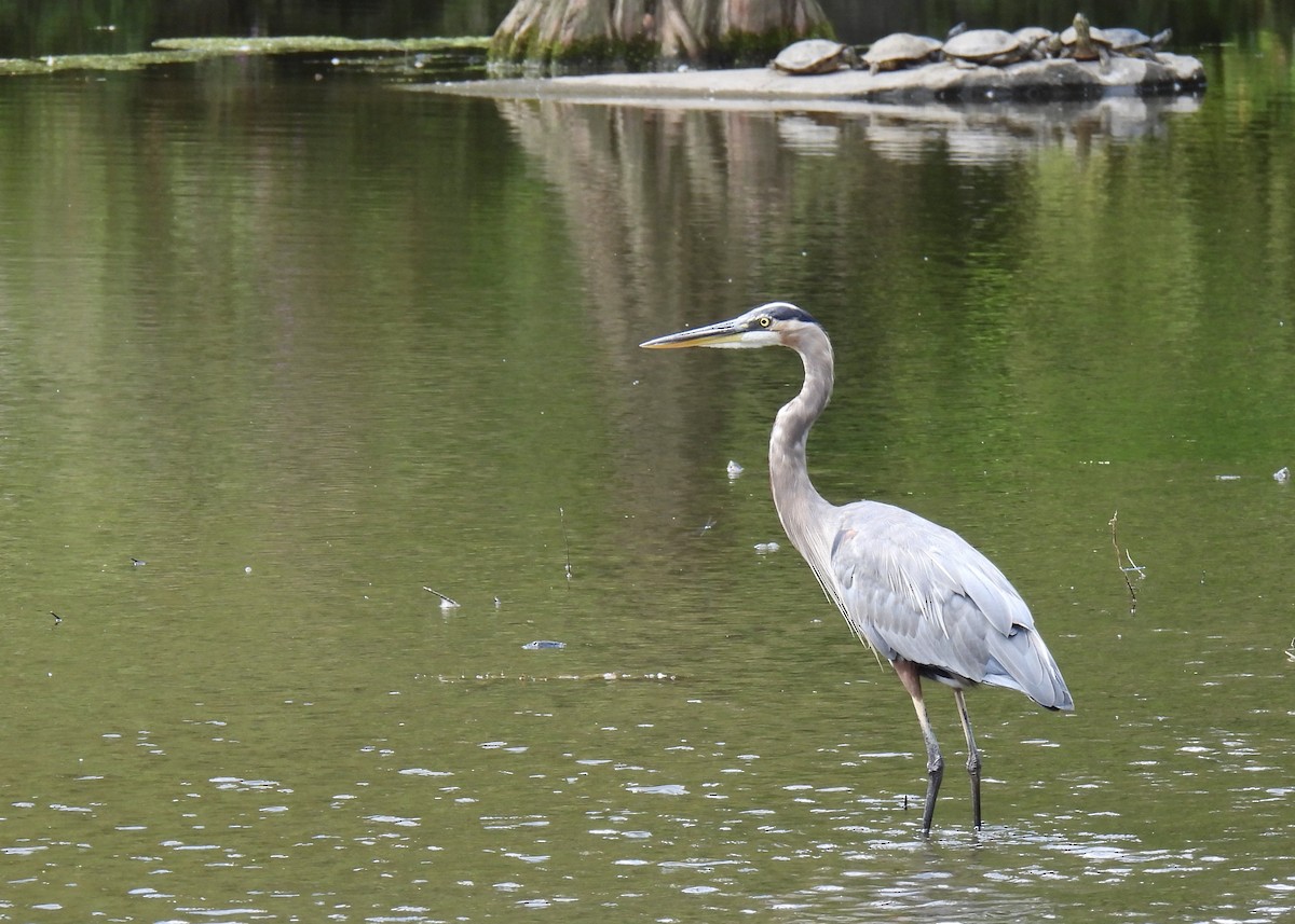 Garza Azulada - ML623413350